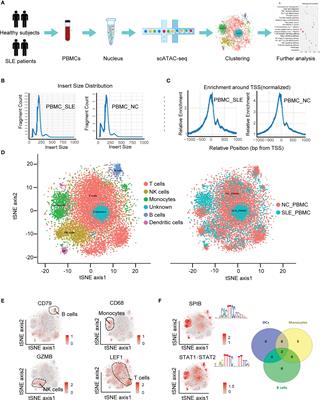 The Chromatin Accessibility Landscape of Peripheral Blood Mononuclear Cells in Patients With Systemic Lupus Erythematosus at Single-Cell Resolution